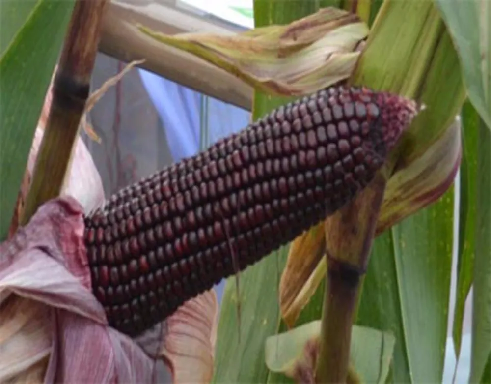 Ngô tím tốt cho người bị tim mạch, tiểu đường, cao huyết áp