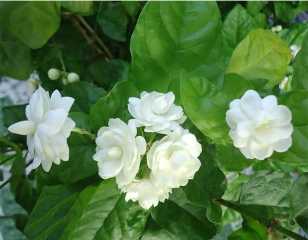 Mùi hương hoa nhài giúp giảm lo lắng, ngủ tốt