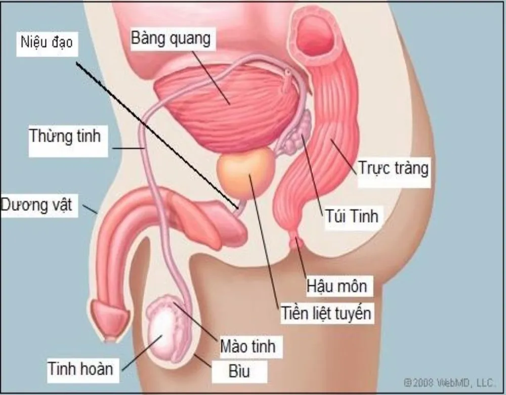 tiền liệt tuyến bị phì đại