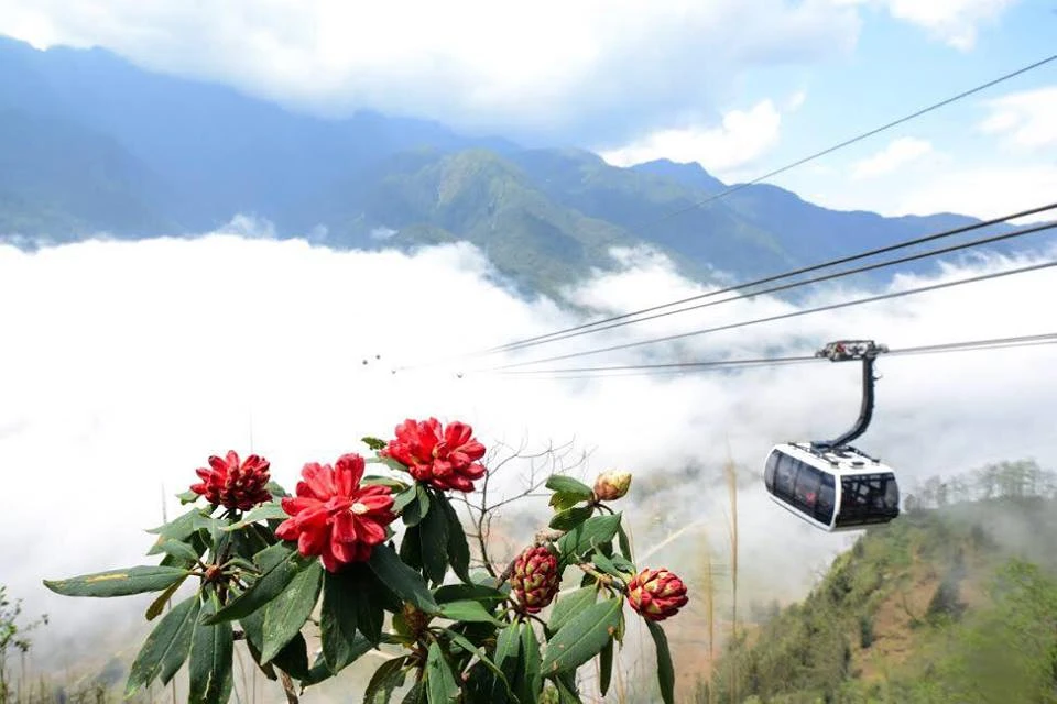 Tháng 3, leo Fansipan ngắm hoa đỗ quyên rực rỡ ảnh 6