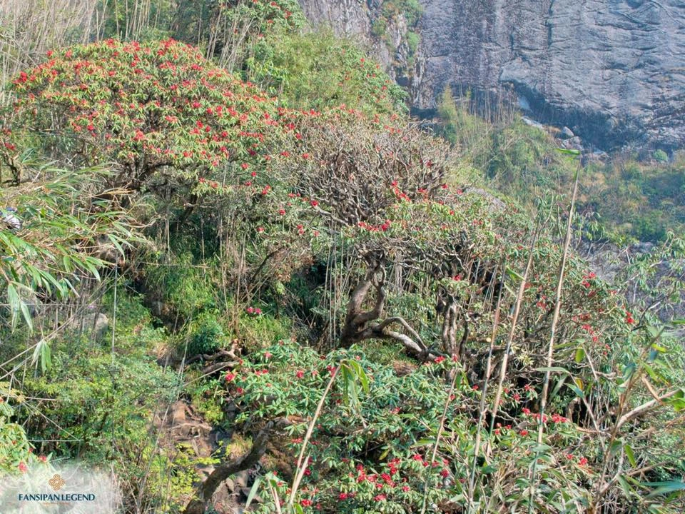 Tháng 3, leo Fansipan ngắm hoa đỗ quyên rực rỡ ảnh 7