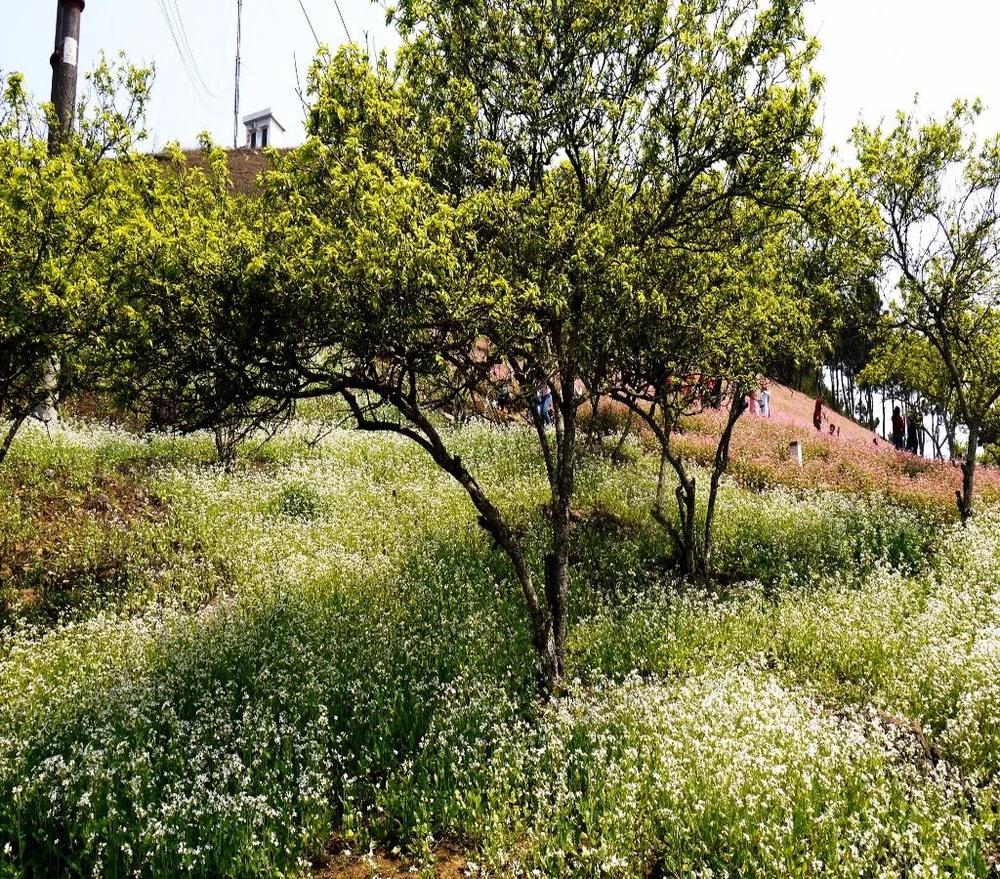 Hoa cải trắng xen lẫn tam giác mạch nối tiếp nhau trải dài tới tận đỉnh đồi.