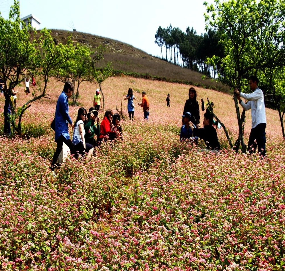 Những cánh đồng hoa trải dài tít tắp...