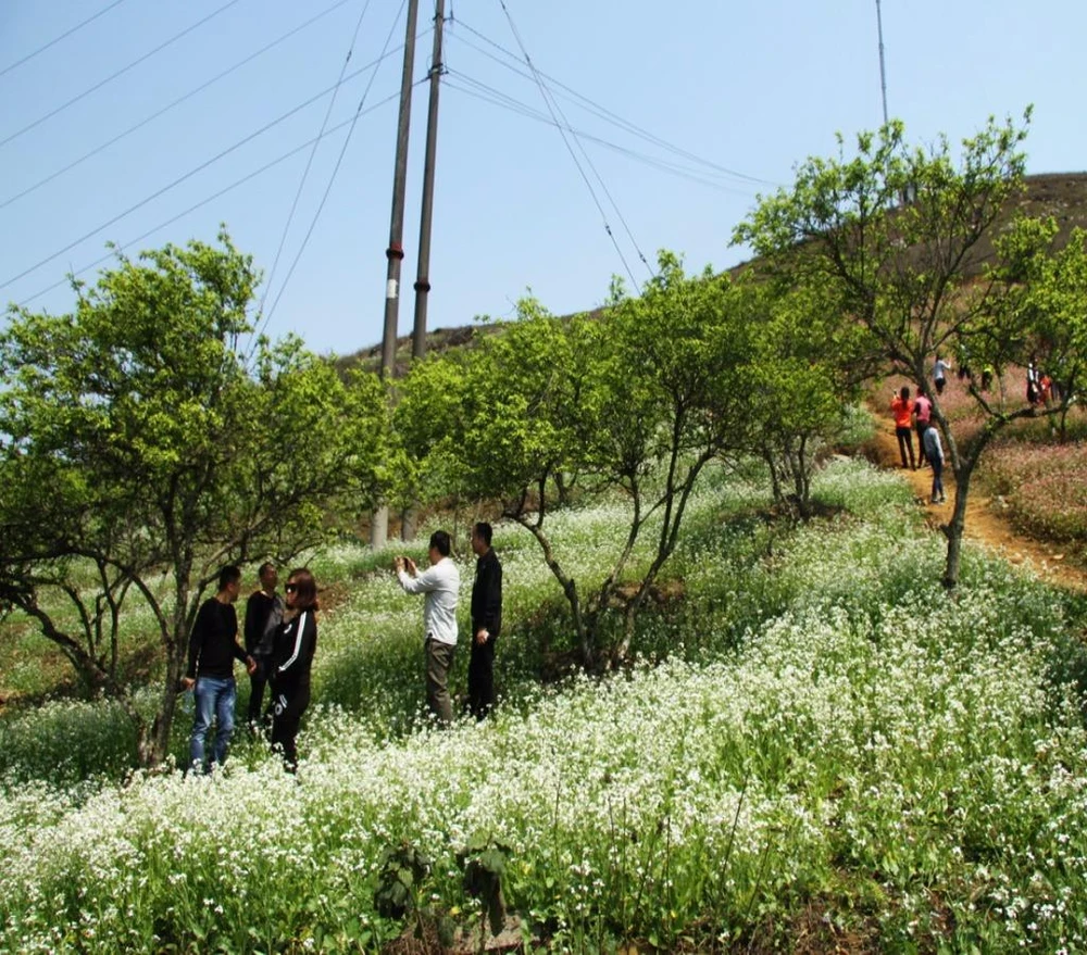 Bên cạnh hoa tam giác mạch là những vườn hoa cải trắng tinh khiết