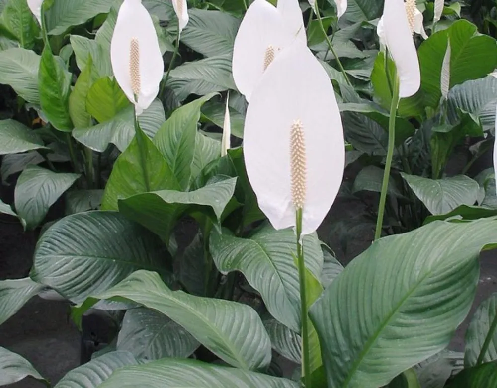 Lan Ý là loại cây tốt nhất để lọc không khí trong nhà