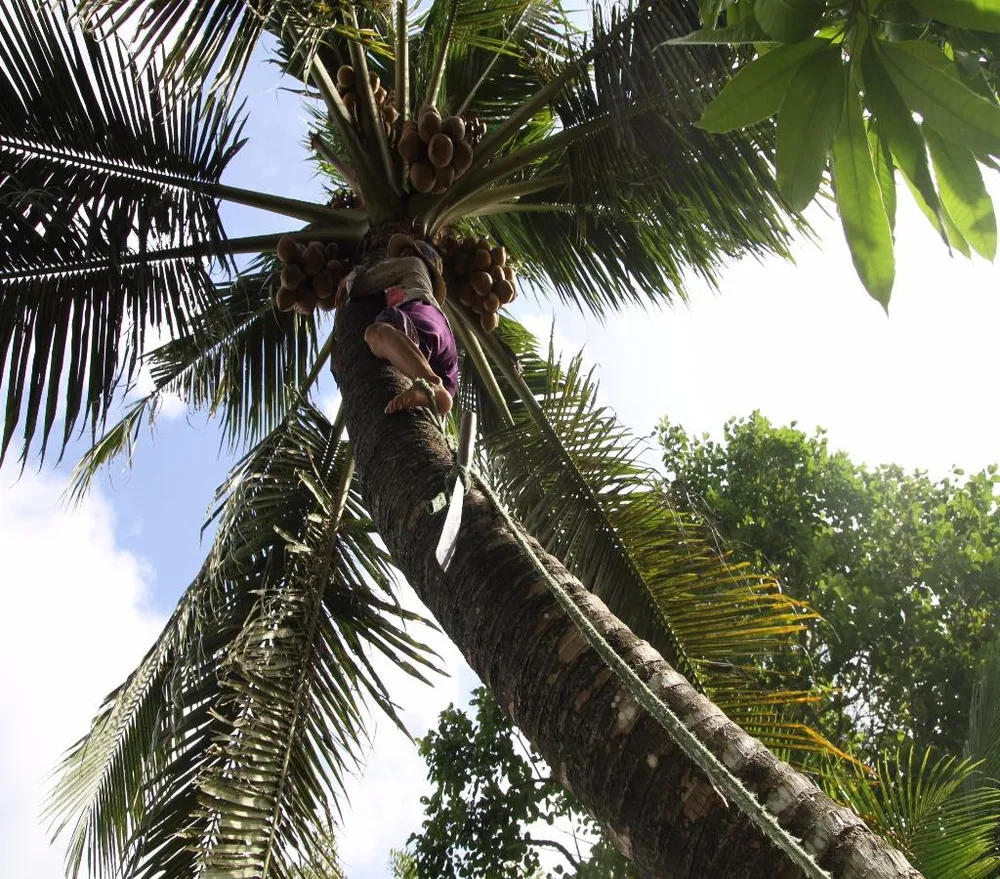 Đồ nghề trèo dừa bà mang theo