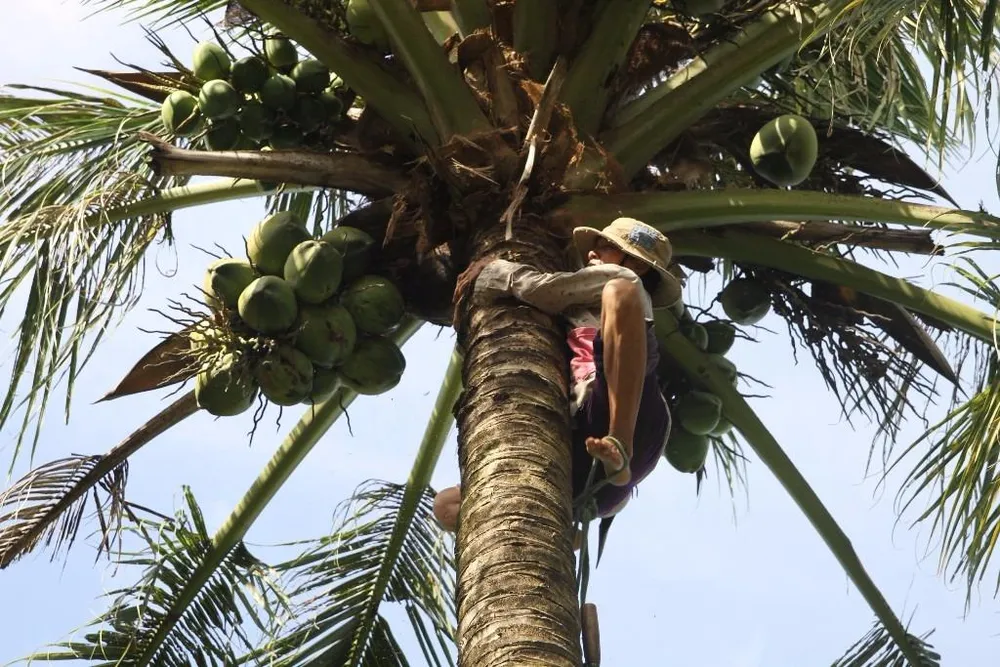 Cây dừa cao như vậy nhưng chỉ chưa đầy 3 phút, bà Để đã lên tới ngọn cây.