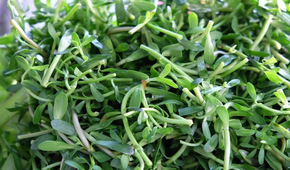 Vị đặc trưng của rau đắng góp phần tạo nên sự tròn vị của món ăn.