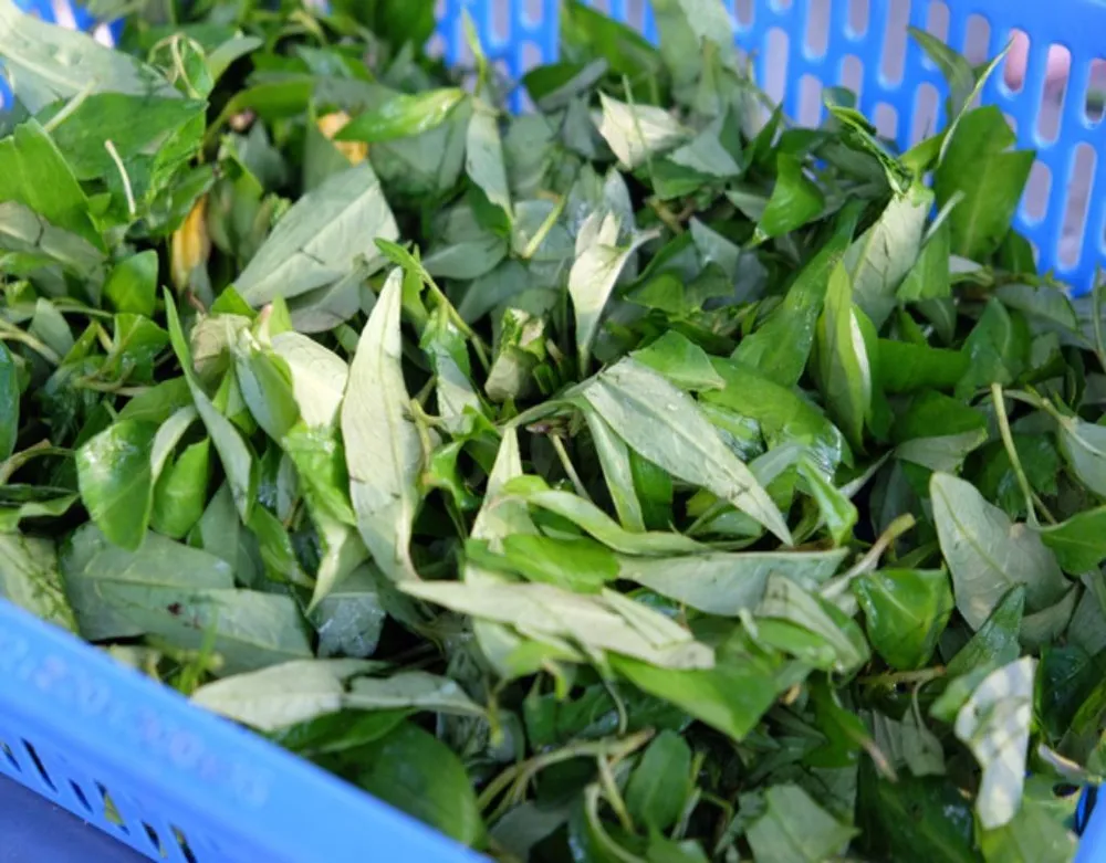 Rau răm cũng không thể thiếu