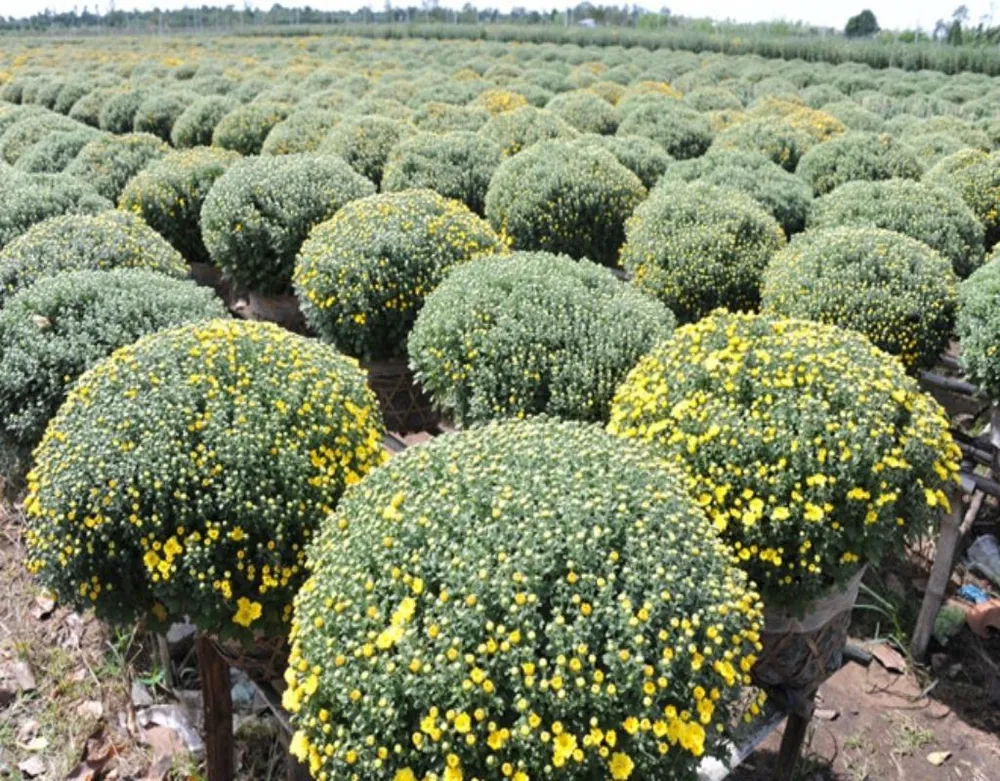 Cúc mâm xôi là loại hoa phổ biến trong dịp Tết.