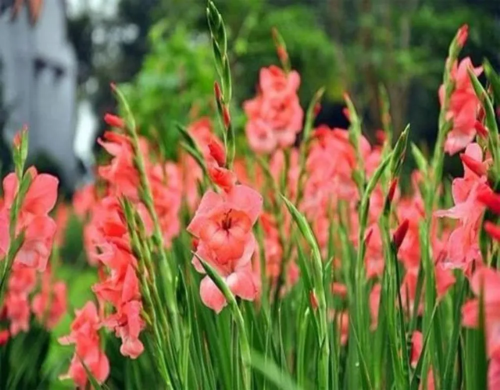 Mỗi màu hoa lay ơn ẩn chứa một ý nghĩa khác nhau.