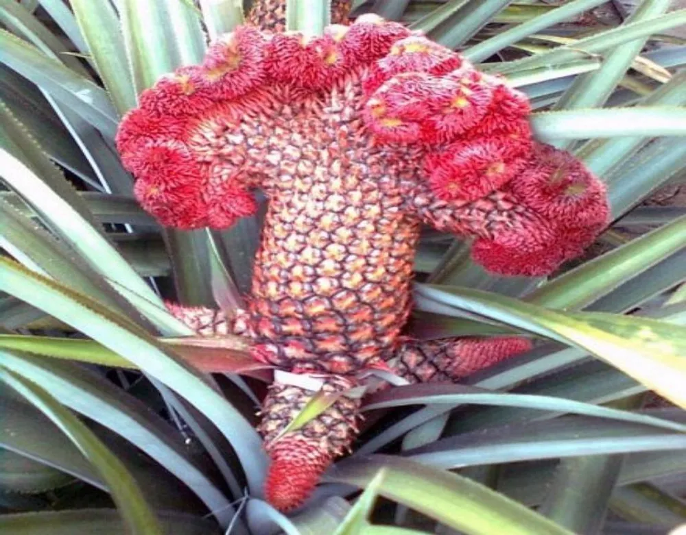 Những loại cây chưng Tết 'hút' tài lộc vào nhà ảnh 4 Thơm phụng càng nhiều nhánh giá sẽ càng cao.