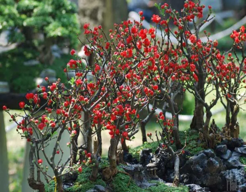 Những loại cây chưng Tết 'hút' tài lộc vào nhà ảnh 1 Chỉ mới xuất hiện vài năm nay nhưng mai đỏ được khá nhiều người ưa thích.