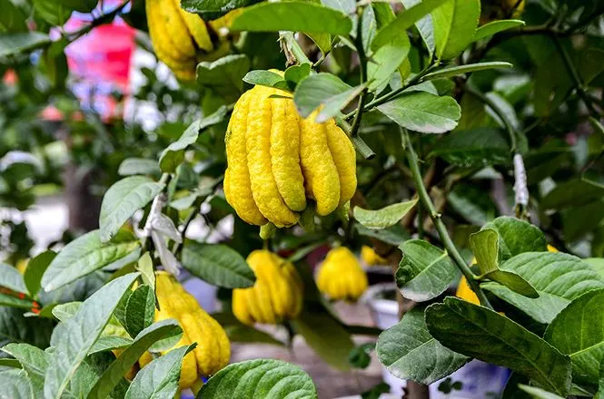 Những loại cây chưng Tết 'hút' tài lộc vào nhà ảnh 10 Những loại cây chưng Tết 'hút' tài lộc vào nhà ảnh 10