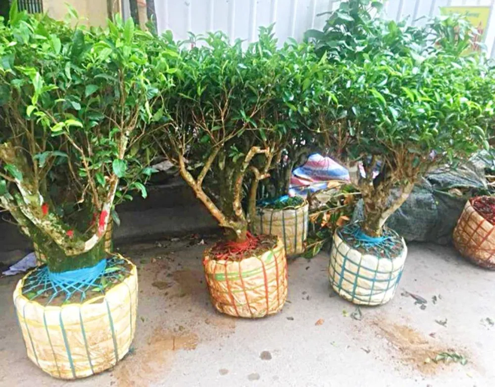 Bonsai trà xanh được nhiều người ưa chuộng.