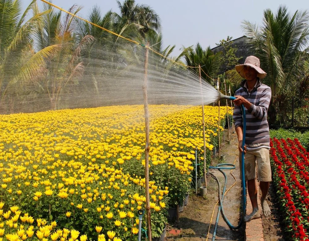 “Hoa năm nay bán rất chạy, giá cao hơn so với mọi năm. Hầu hết hoa tại vườn tôi đã được các thương lái đặt mua trước một tháng".