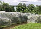 Giáp Tết 'phượt' Đồng Tháp ghé vườn quýt hồng Lai Vung ảnh 6 Giăng mùng cho mận, mặc váy cho cam