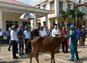 Hơn 11 tỷ đồng hỗ trợ người nghèo Bạc Liêu, Cà Mau ảnh 2 "Chú Tư Sang" trao tặng 100 con bò giống cho người nghèo