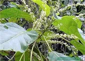 Bị vỡ ruột do táo bón dài ngày ảnh 1 Bé 4 tuổi suýt mất mạng vì mẹ cho uống lá cây trị táo bón
