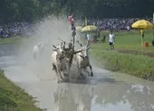 Điều đáng tiếc ở Lễ hội văn hóa, ẩm thực Tết Việt-Tết Hàn ảnh 4 Những hình ảnh cực hấp dẫn ở lễ hội đua bò Bảy Núi