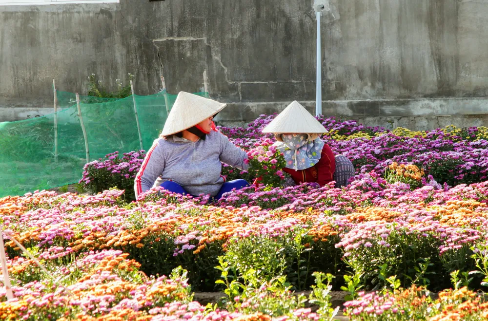 Làng hoa cúc vàng Mỹ Bình hối hả vào vụ Tết ảnh 7