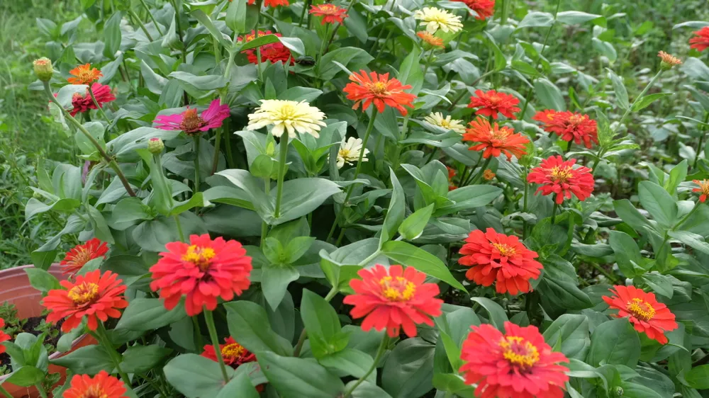 TP.HCM: Vụ hoa Tết 2022, người trồng hoa kiểng nửa mừng nửa lo ảnh 12 TP.HCM: Vụ hoa Tết 2022, người trồng hoa kiểng nửa mừng nửa lo ảnh 12