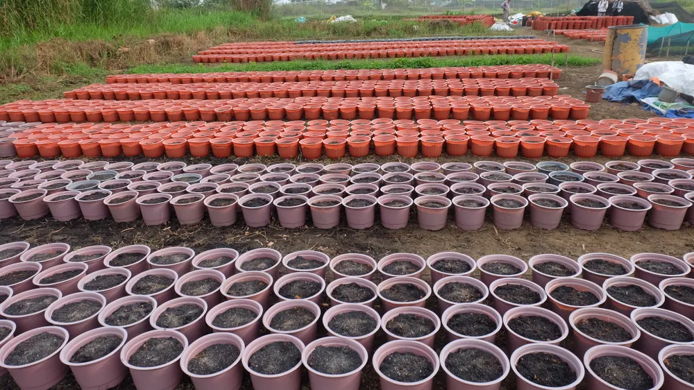 TP.HCM: Vụ hoa Tết 2022, người trồng hoa kiểng nửa mừng nửa lo ảnh 9 TP.HCM: Vụ hoa Tết 2022, người trồng hoa kiểng nửa mừng nửa lo ảnh 9