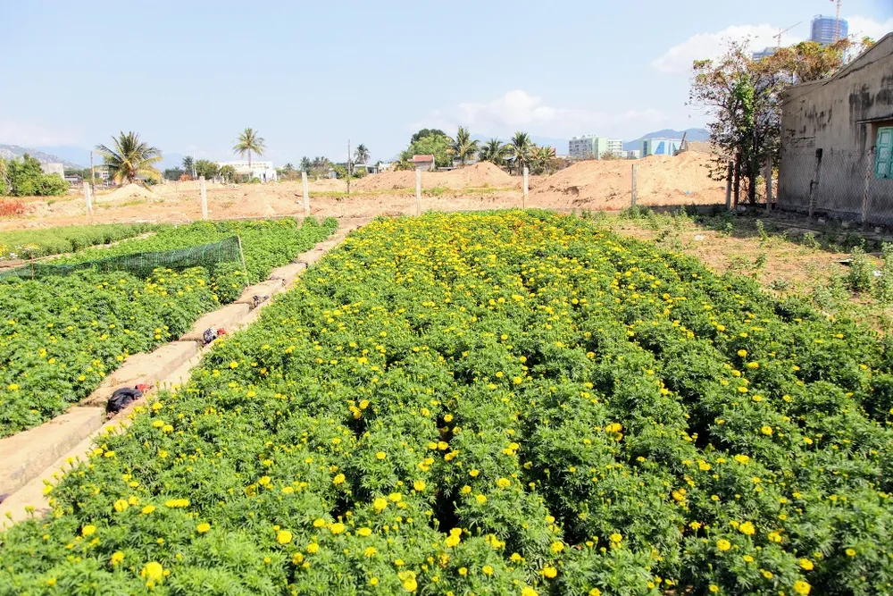 Làng hoa Tết Mỹ Bình rồi sẽ chỉ còn là ký ức ảnh 9 Làng hoa Tết Mỹ Bình rồi sẽ chỉ còn là ký ức ảnh 9