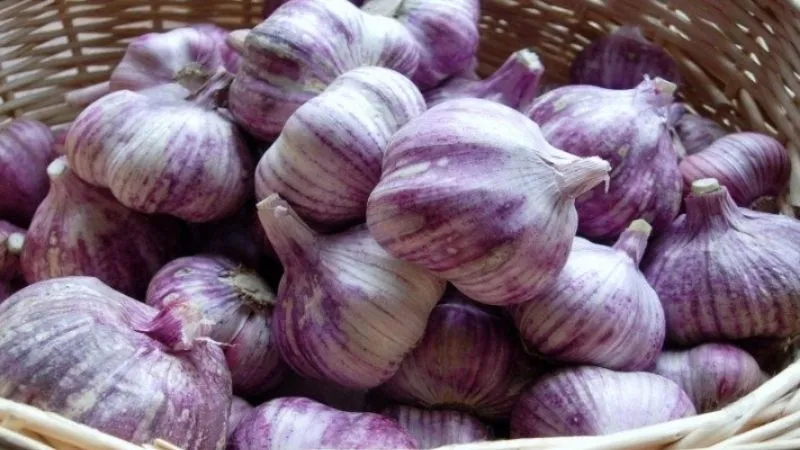 Tỏi có nhiều tác dụng như giảm cân, phòng ngừa tim mạch, ung thư... (Ảnh minh họa) Tỏi có nhiều tác dụng như giảm cân, phòng ngừa tim mạch, ung thư... (Ảnh minh họa)