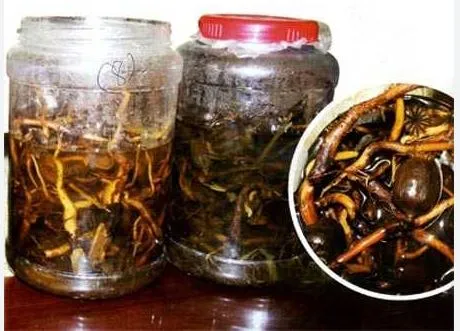 rượu thuốc không phải ai cũng dùng được