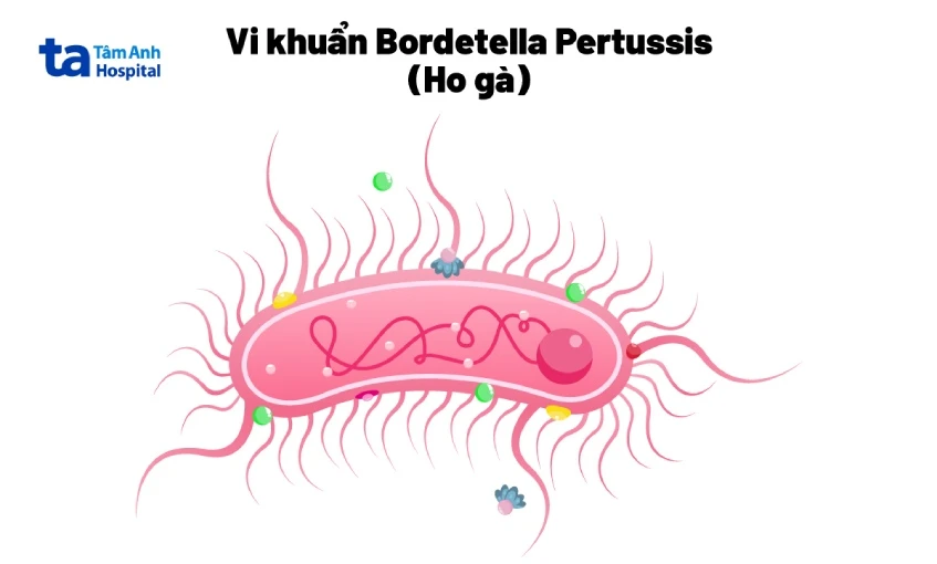 Vi khuẩn gây bệnh ho gà. Ảnh: BVĐK Tâm Anh vi khuẩn ho gà