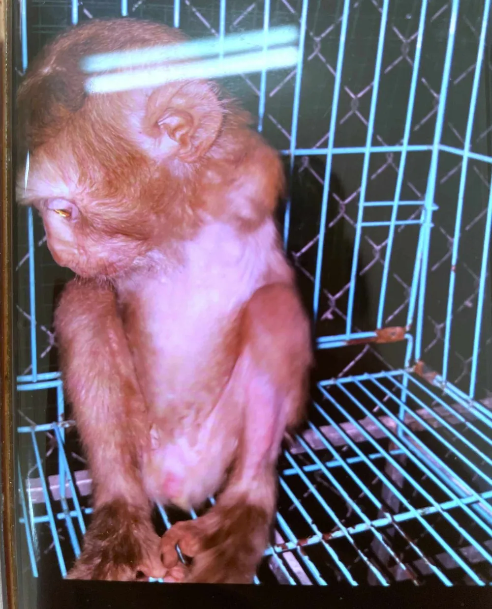 bị khỉ cắn phải nhập viện