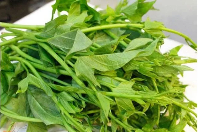 Tuy chưa có nghiên cứu chính thức rau khoai lang có thể trị bệnh tiểu đường, nhưng loại rau này vẫn được khuyến khích ăn như các loại rau khác. (Ảnh minh họa) rau khoai lang co tri duoc tieu duong.JPG