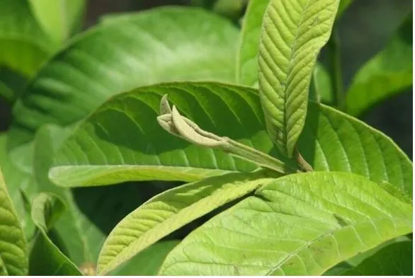 Nước lá ổi có nhiều tác dụng tốt cho cơ thể nhưng không nên lạm dụng thay nước lọc