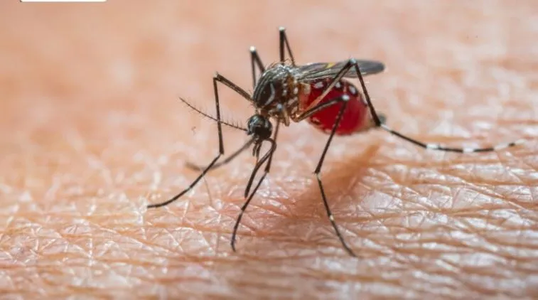 dịch bệnh Chikungunya