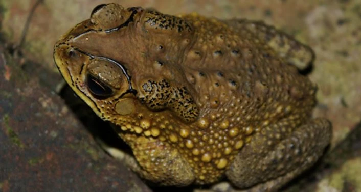 ngộ độc thịt cóc