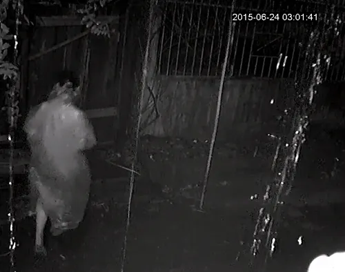 Camera ghi hình 4 thanh niên lái ô tô đi ăn trộm gỗ trong đêm ảnh 4