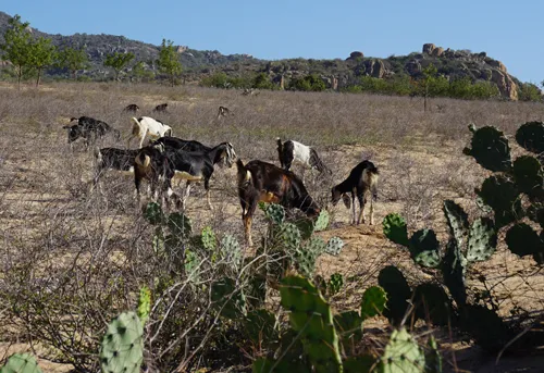 Cừu, dê gục ngã ở “rốn hạn” Ninh Thuận ảnh 6