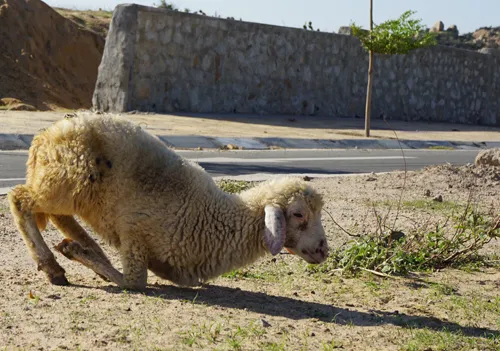 Cừu, dê gục ngã ở “rốn hạn” Ninh Thuận ảnh 4
