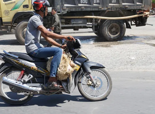 Cừu, dê gục ngã ở “rốn hạn” Ninh Thuận ảnh 7