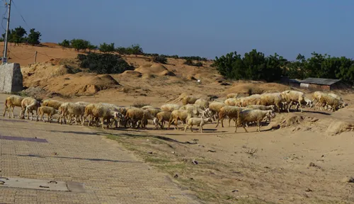 Cừu, dê gục ngã ở “rốn hạn” Ninh Thuận ảnh 2
