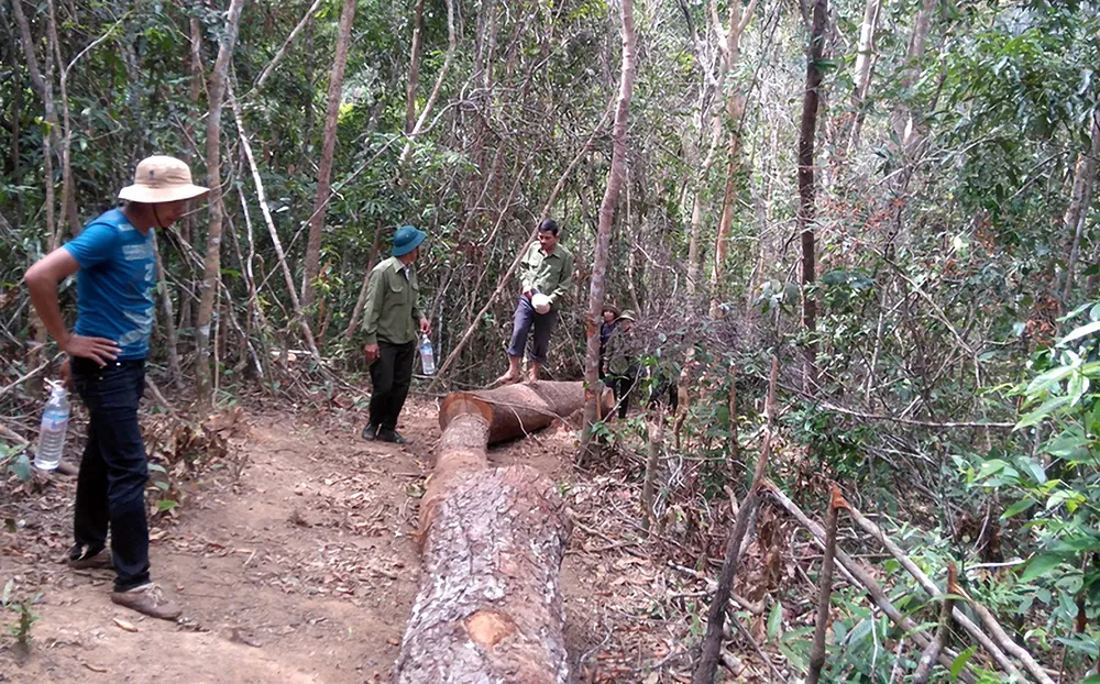 20 lâm tặc dùng súng cướp lại gỗ lậu ảnh 1