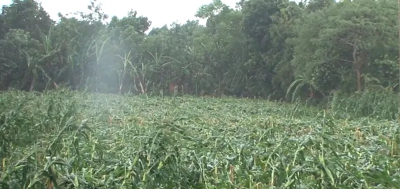 Bão số 12 quét qua Tây Nguyên làm 2 người tử vong ảnh 3