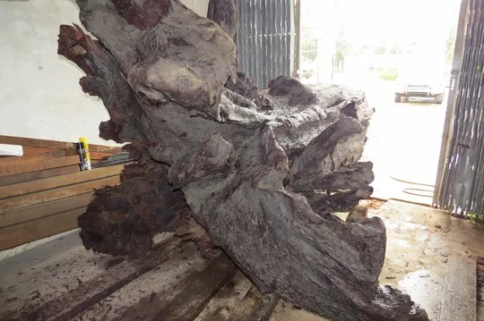 Gửi giám định mẫu gỗ sưa tiền tỉ