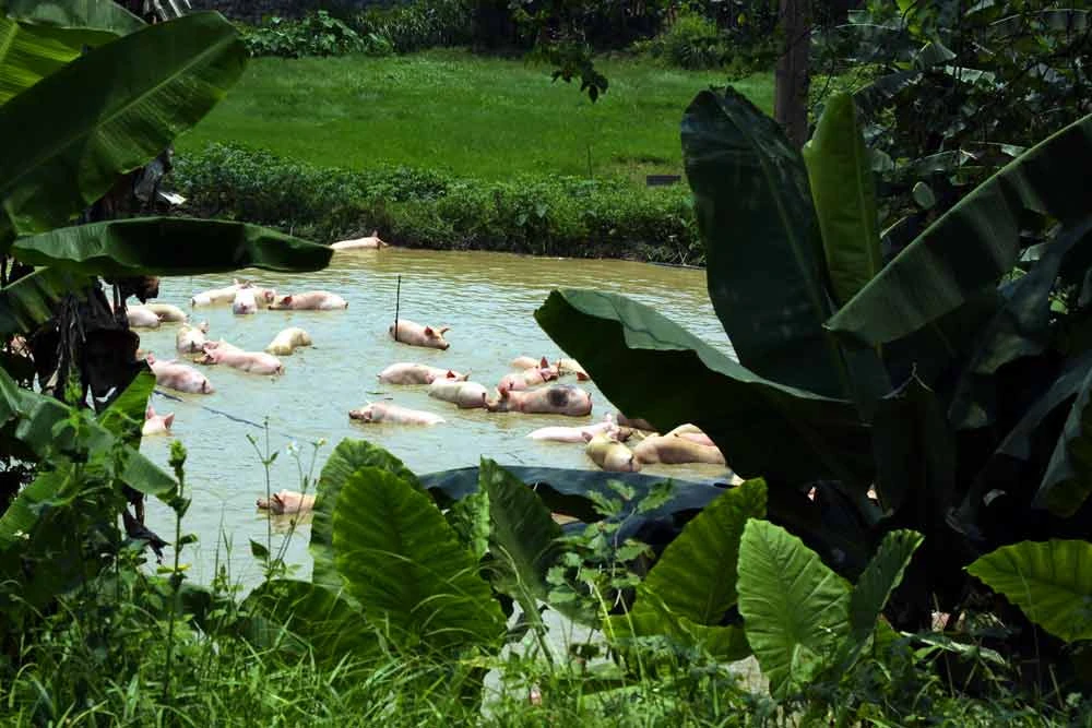 Xe lật, hàng trăm... con heo rơi xuống ao ảnh 1