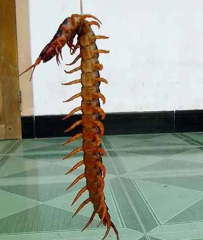 Con rết dài 22cm được cho là có độc tố rất mạnh. Ảnh:Chí Phan ret-khong-lo-1486-1399077880.jpg