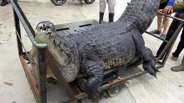 Singapore điều tra cái chết bí ẩn của con cá sấu khổng lồ ảnh 1