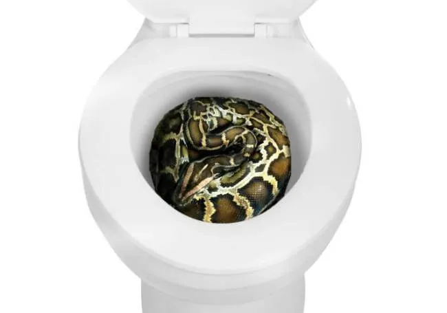 Con trăn dài gần 2m chui ra từ bồn cầu và cắn chủ nhà ảnh 1 Con trăn dài gần 2m chui ra từ bồn cầu và cắn chủ nhà ảnh 1