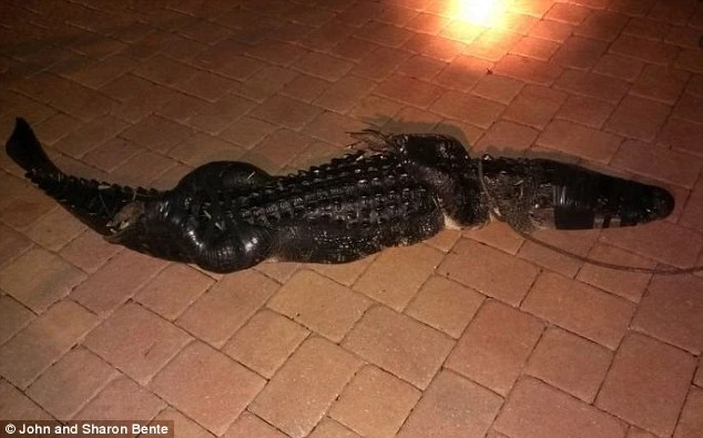 Tá hỏa khi thấy con cá sấu đang rình mồi trong bể bơi gia đình ảnh 2