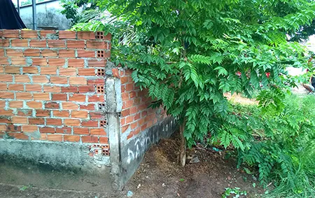 Gốc cây, nơi chiếc Exciter chở 3 thanh niên lao vào